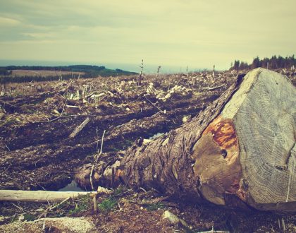 ¿Es posible detener la deforestación para el año 2020?