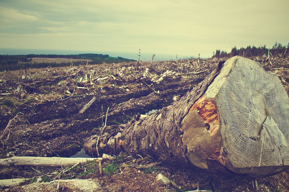 ¿Es posible detener la deforestación para el año 2020?