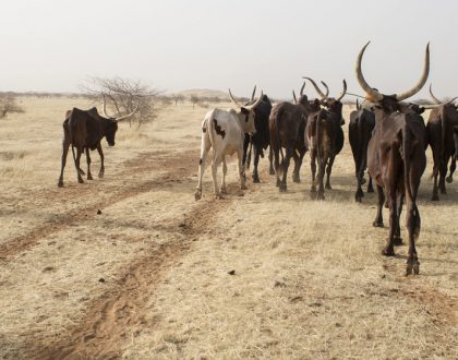 La desertificación, una herida abierta de nuestro consumo