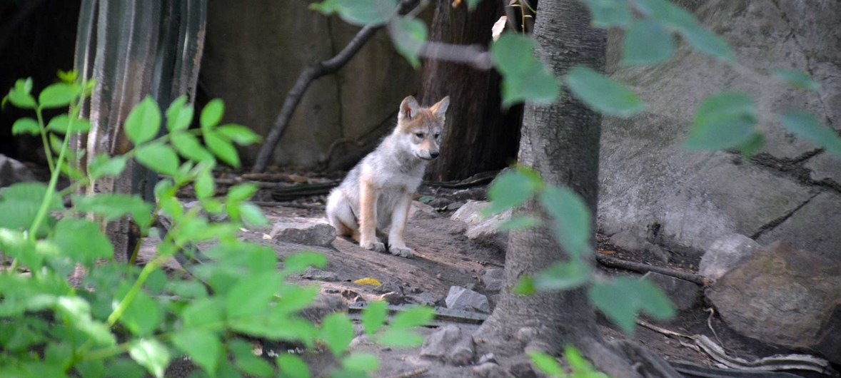 México contribuye a conservación de especies: nacen seis crías de lobo autóctono